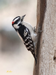 Downy Woodpecker